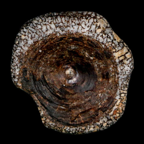 29MM Squalicorax Shark Vertebrae Fossil Bone Ozan Formation, North Sulfur River Texas - Fossil Age Minerals