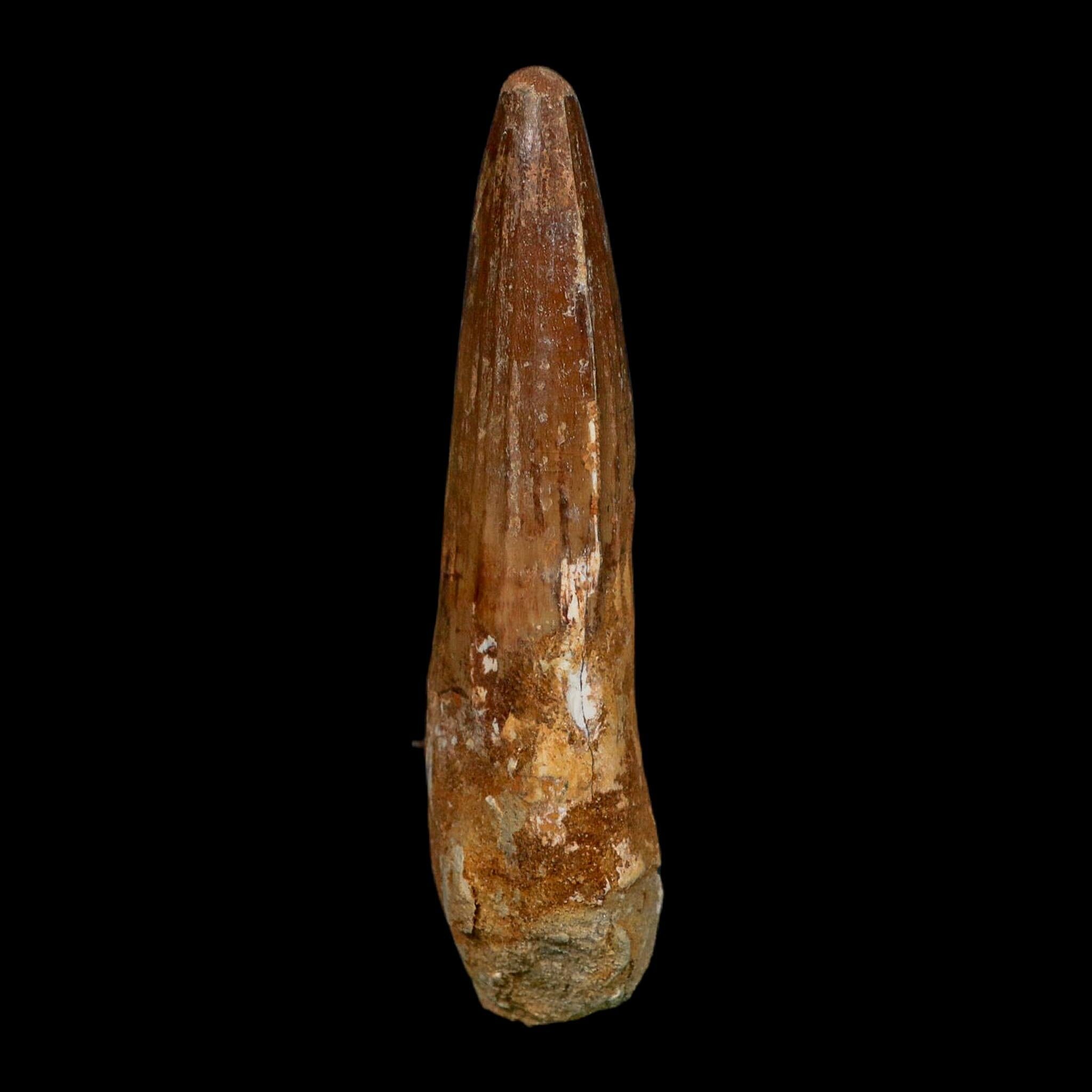 XL 3.7" Spinosaurus Fossil Tooth 100 Million Years Old Cretaceous Dinosaur COA