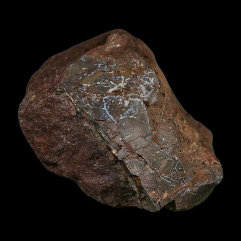 3.3" Allosaurus Fossil Vertebra Bone Morrison FM Colorado Jurassic Dinosaur COA Stand - Fossil Age Minerals