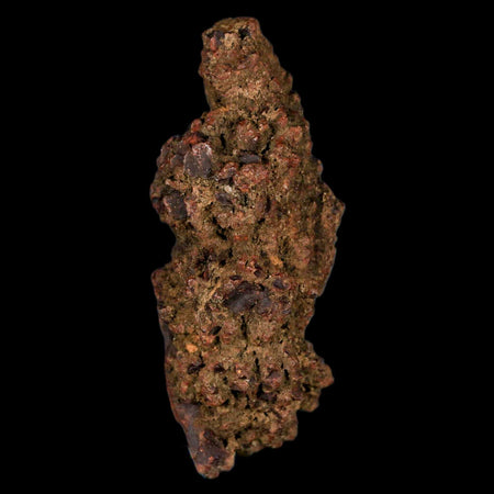 3.1" Prehistoric Coprolite Fossil Specimen Poop Dung Miocene Madagascar