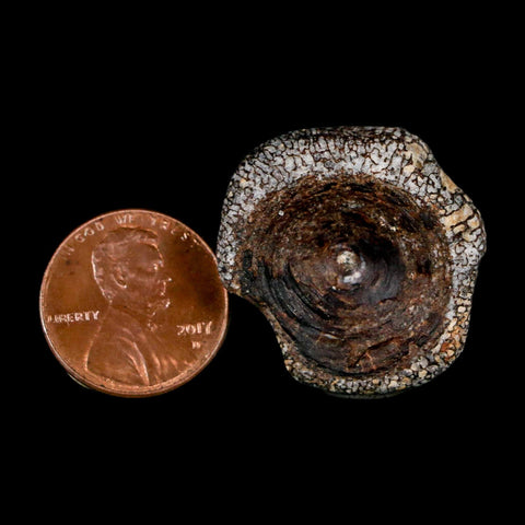 29MM Squalicorax Shark Vertebrae Fossil Bone Ozan Formation, North Sulfur River Texas - Fossil Age Minerals