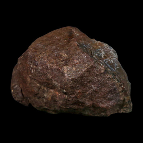 3.3" Allosaurus Fossil Vertebra Bone Morrison FM Colorado Jurassic Dinosaur COA Stand - Fossil Age Minerals