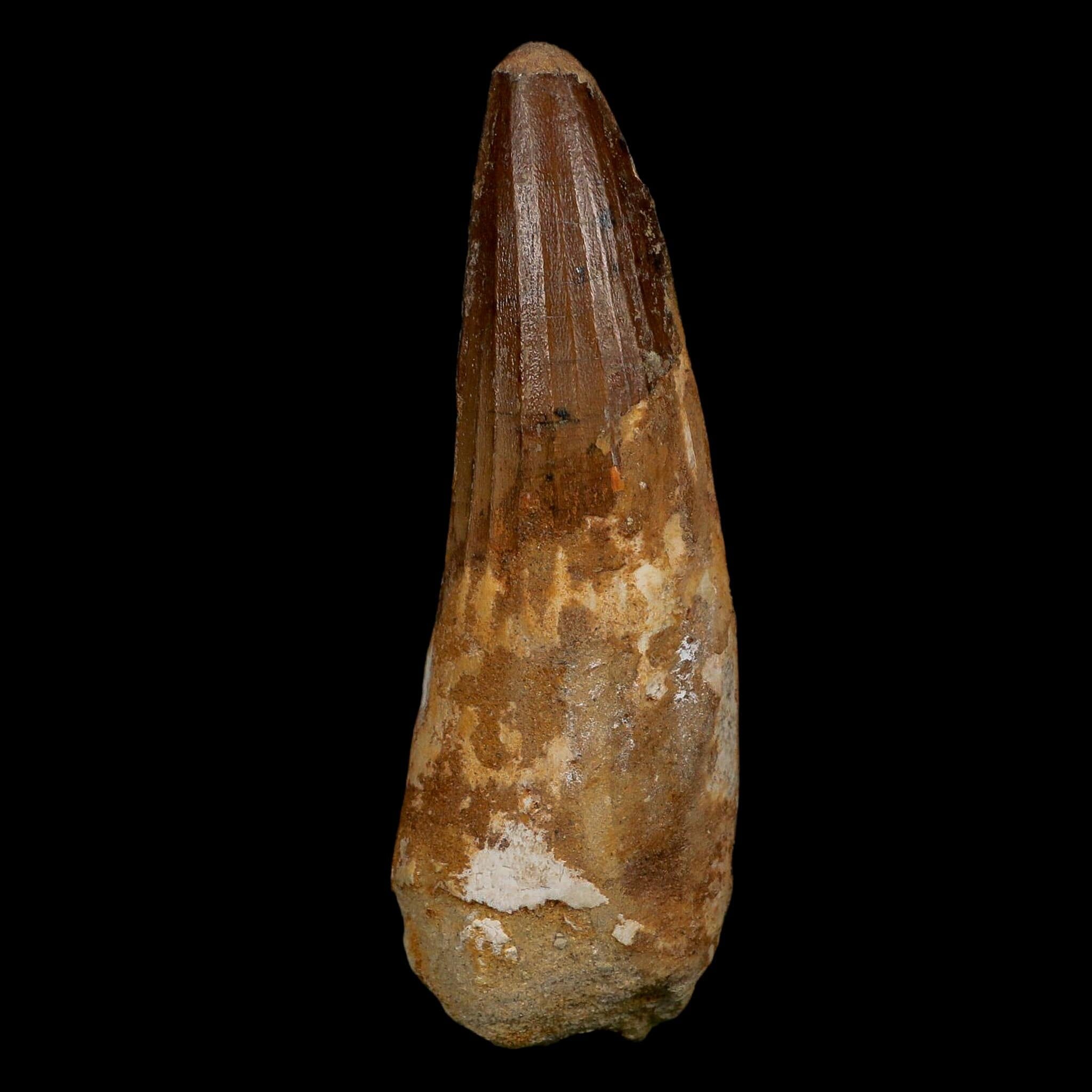 XL 3.7" Spinosaurus Fossil Tooth 100 Million Years Old Cretaceous Dinosaur COA