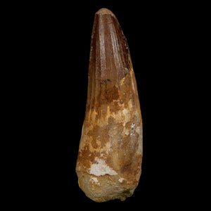 XL 3.7