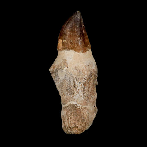 XL 4.3" Mosasaur Prognathodon Fossil Tooth Rooted Cretaceous Dinosaur Era COA