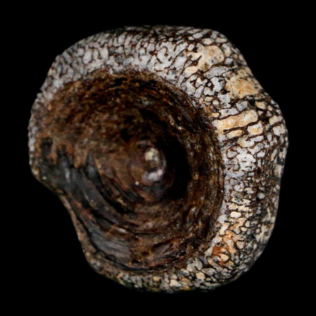 29MM Squalicorax Shark Vertebrae Fossil Bone Ozan Formation, North Sulfur River Texas