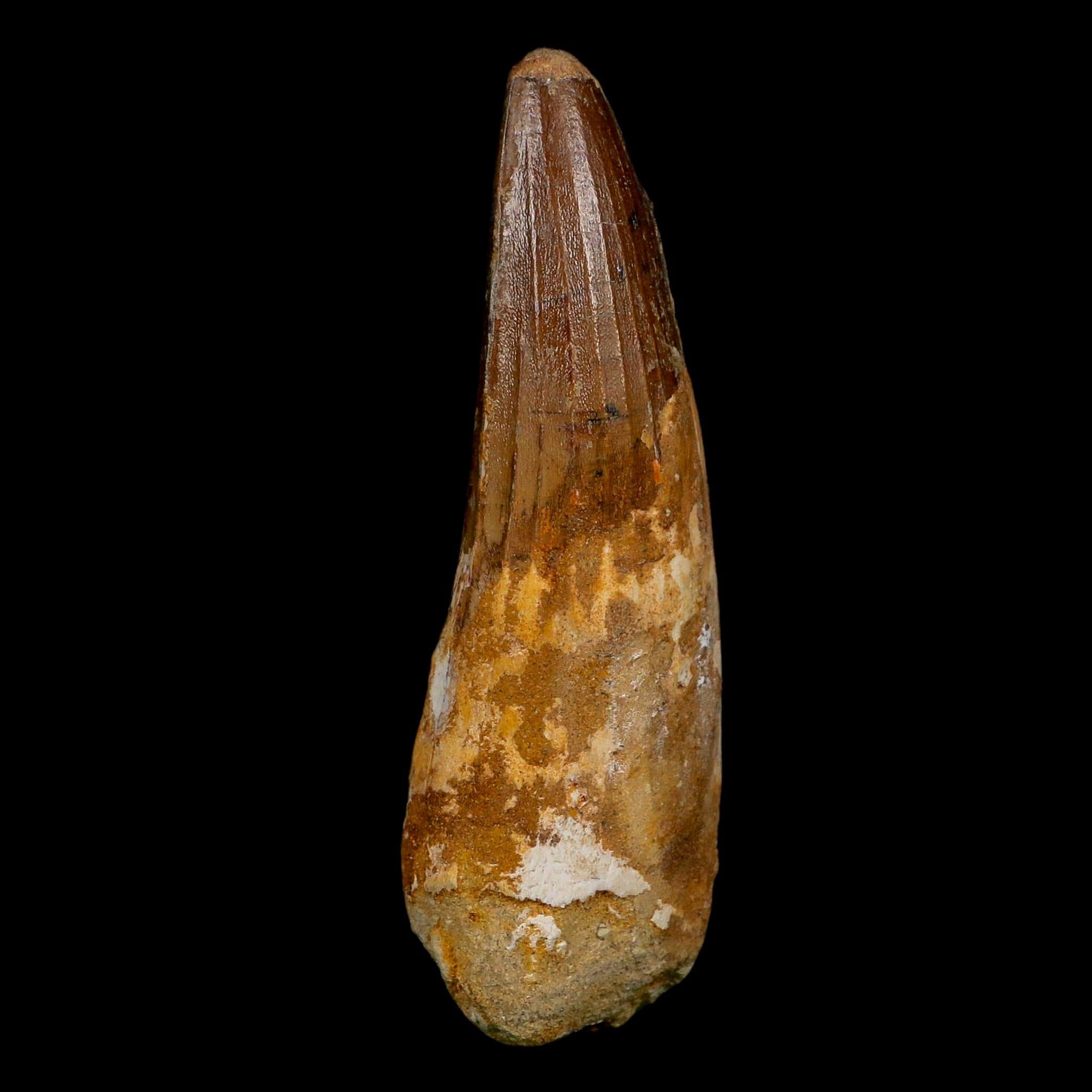 XL 3.7" Spinosaurus Fossil Tooth 100 Million Years Old Cretaceous Dinosaur COA
