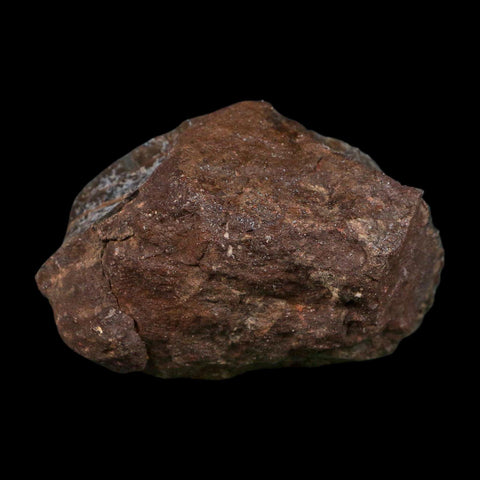 3.3" Allosaurus Fossil Vertebra Bone Morrison FM Colorado Jurassic Dinosaur COA Stand - Fossil Age Minerals