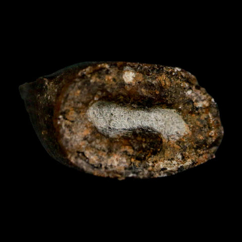 1.3" Gorgosaurus Tyrannosaur Dinosaur Fossil Tooth Two Medicine FM Montana COA Display