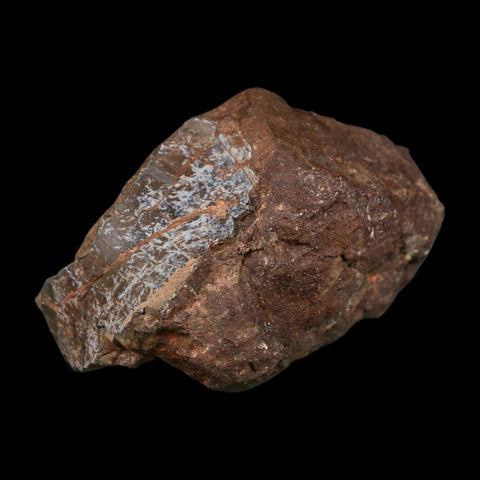 3.3" Allosaurus Fossil Vertebra Bone Morrison FM Colorado Jurassic Dinosaur COA Stand - Fossil Age Minerals