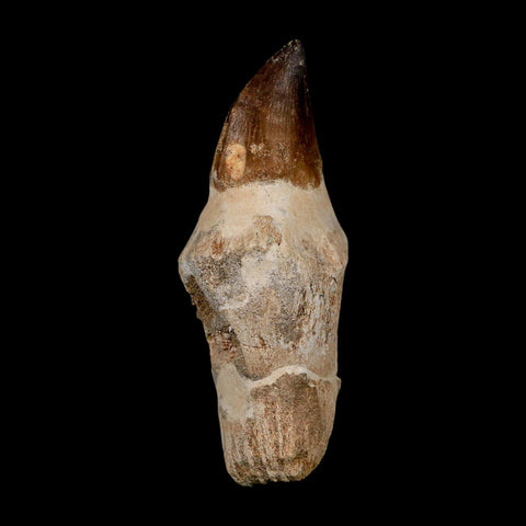 XL 4.3" Mosasaur Prognathodon Fossil Tooth Rooted Cretaceous Dinosaur Era COA