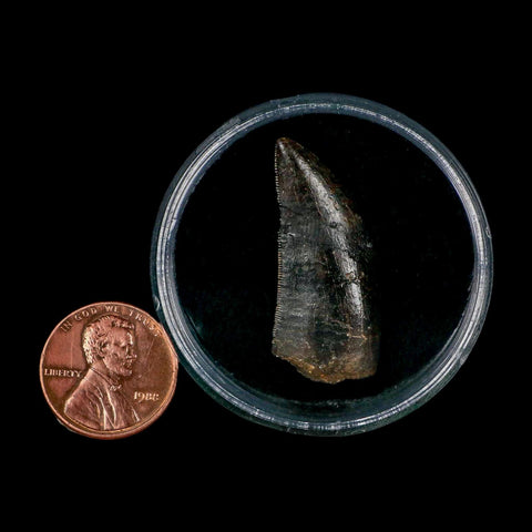 1.3" Gorgosaurus Tyrannosaur Dinosaur Fossil Tooth Two Medicine FM Montana COA Display