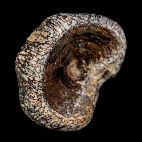 29MM Squalicorax Shark Vertebrae Fossil Bone Ozan Formation, North Sulfur River Texas - Fossil Age Minerals