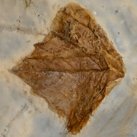 1.4" Cissus Marginata Fossil Plant Leaf And Unknown Plant Fort Union Glendive MT Stand - Fossil Age Minerals