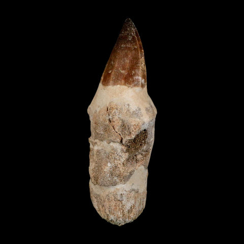 XL 4.3" Mosasaur Prognathodon Fossil Tooth Rooted Cretaceous Dinosaur Era COA