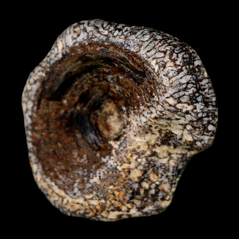 29MM Squalicorax Shark Vertebrae Fossil Bone Ozan Formation, North Sulfur River Texas - Fossil Age Minerals