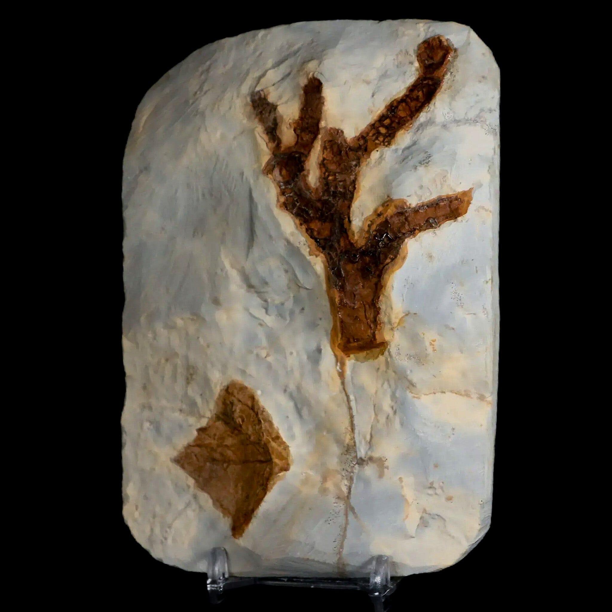 1.4" Cissus Marginata Fossil Plant Leaf And Unknown Plant Fort Union Glendive MT Stand - Fossil Age Minerals