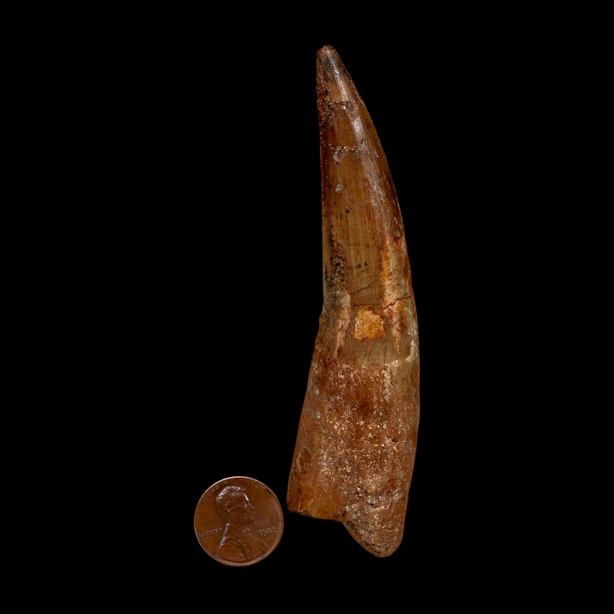 XL 4.2" Spinosaurus Fossil Tooth 100 Million Years Old Cretaceous Dinosaur COA