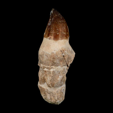 XL 4.3" Mosasaur Prognathodon Fossil Tooth Rooted Cretaceous Dinosaur Era COA