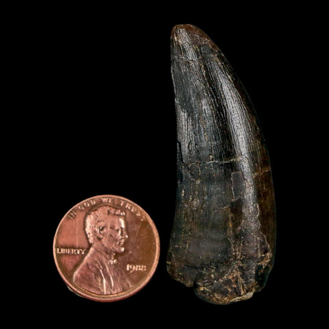 1.9" Daspletosaurus Tyrannosaur Fossil Tooth Cretaceous Dinosaur Two Medicine FM MT COA