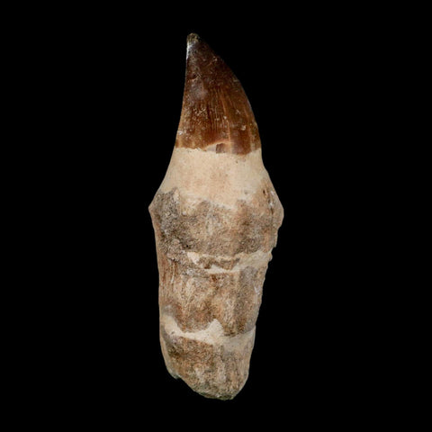 XL 4.3" Mosasaur Prognathodon Fossil Tooth Rooted Cretaceous Dinosaur Era COA