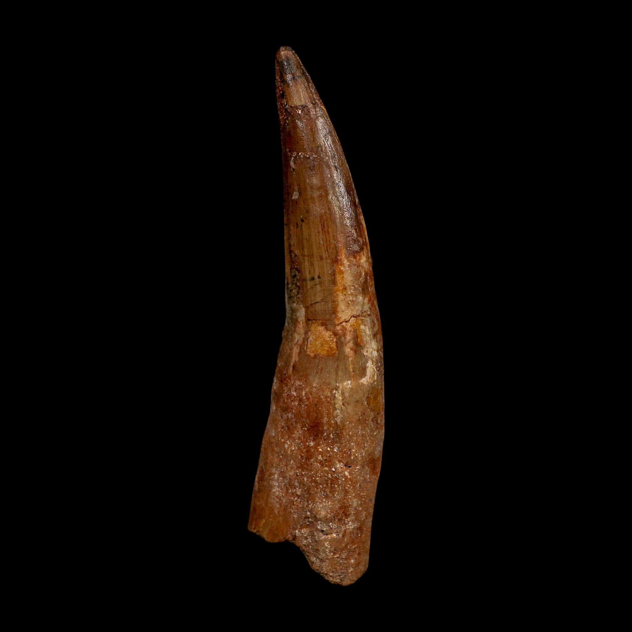 XL 4.2" Spinosaurus Fossil Tooth 100 Million Years Old Cretaceous Dinosaur COA