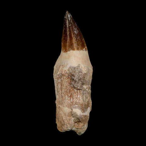 XL 4.3" Mosasaur Prognathodon Fossil Tooth Rooted Cretaceous Dinosaur Era COA