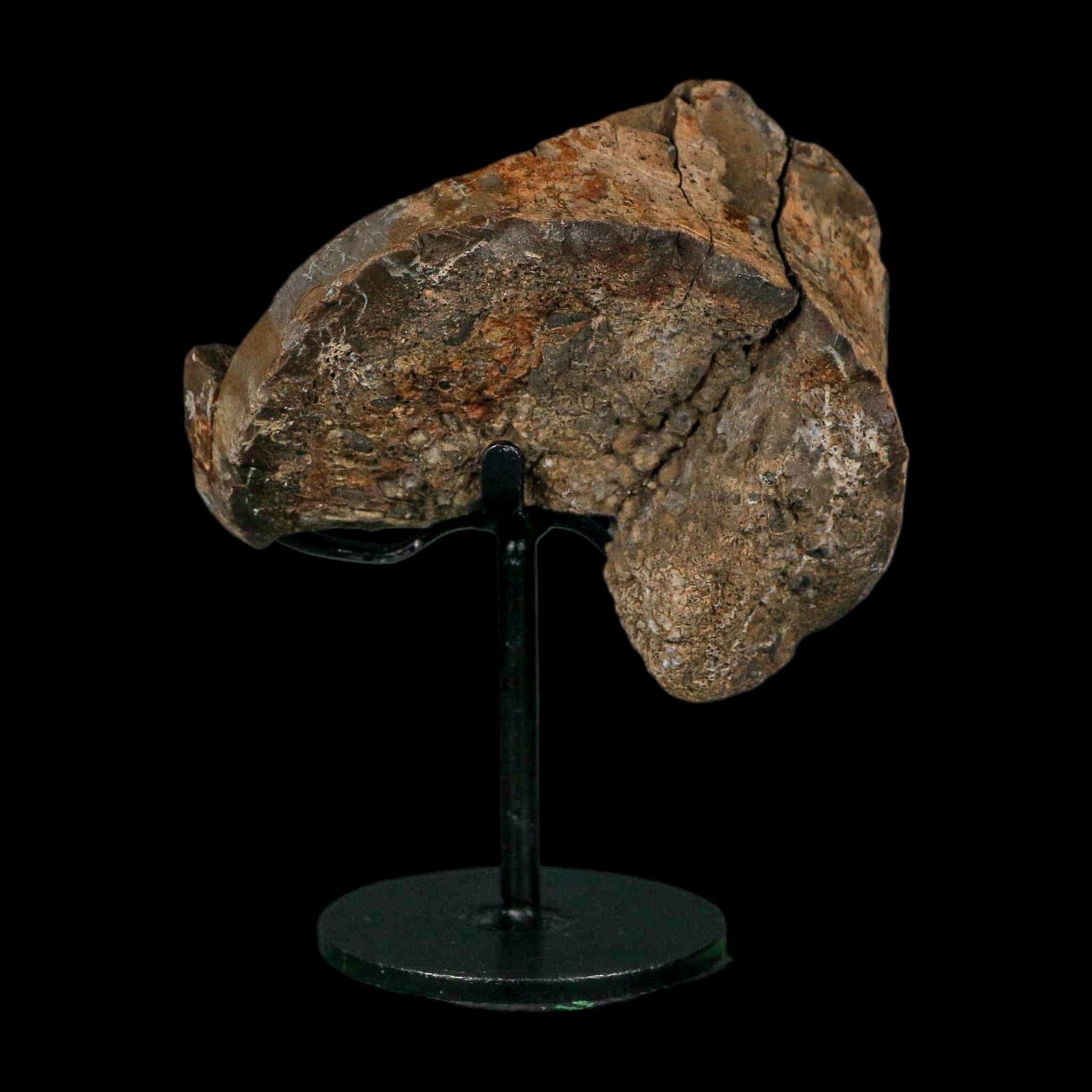 3.4" Allosaurus Fossil Vertebra Bone Morrison FM Colorado Jurassic Dinosaur COA Stand - Fossil Age Minerals