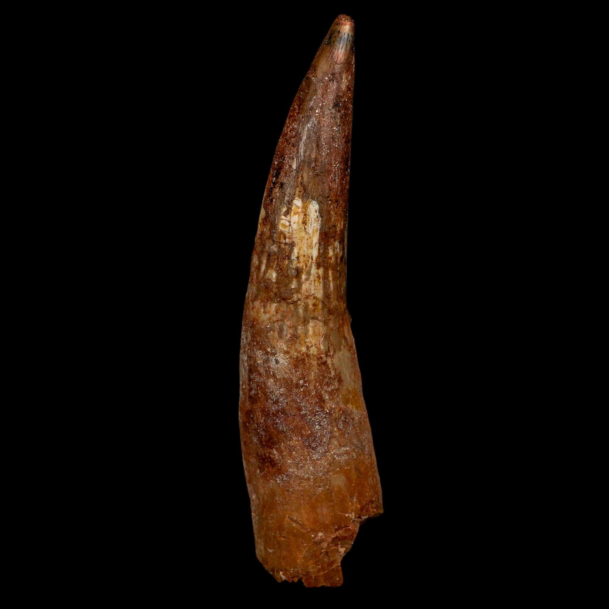 XL 4.2" Spinosaurus Fossil Tooth 100 Million Years Old Cretaceous Dinosaur COA