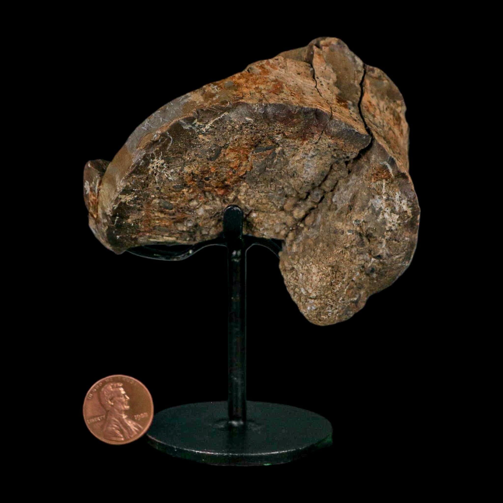 3.4" Allosaurus Fossil Vertebra Bone Morrison FM Colorado Jurassic Dinosaur COA Stand - Fossil Age Minerals