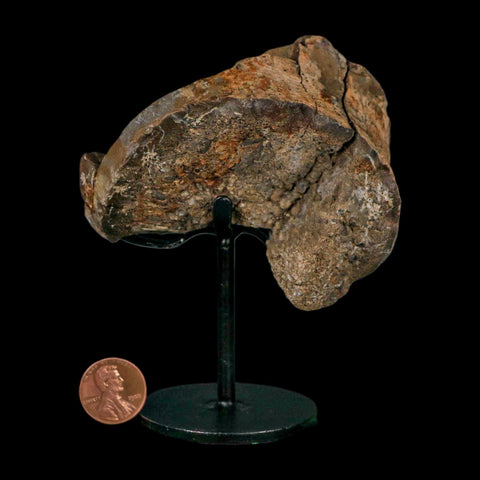 3.4" Allosaurus Fossil Vertebra Bone Morrison FM Colorado Jurassic Dinosaur COA Stand - Fossil Age Minerals