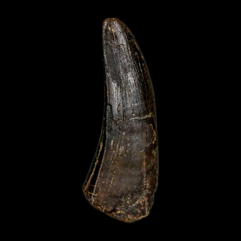 1.9" Daspletosaurus Tyrannosaur Fossil Tooth Cretaceous Dinosaur Two Medicine FM MT COA