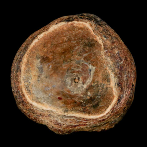 30MM Pachyrhizodus Sp Fossil Fish Vertebrae Cretaceous Dinosaur Era Ozan FM Texas - Fossil Age Minerals