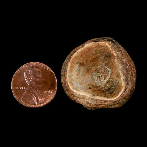 30MM Pachyrhizodus Sp Fossil Fish Vertebrae Cretaceous Dinosaur Era Ozan FM Texas - Fossil Age Minerals