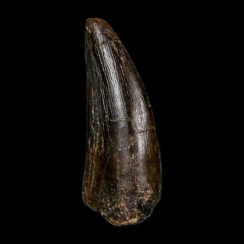 1.9" Daspletosaurus Tyrannosaur Fossil Tooth Cretaceous Dinosaur Two Medicine FM MT COA