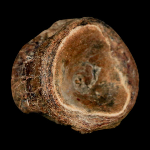 30MM Pachyrhizodus Sp Fossil Fish Vertebrae Cretaceous Dinosaur Era Ozan FM Texas - Fossil Age Minerals