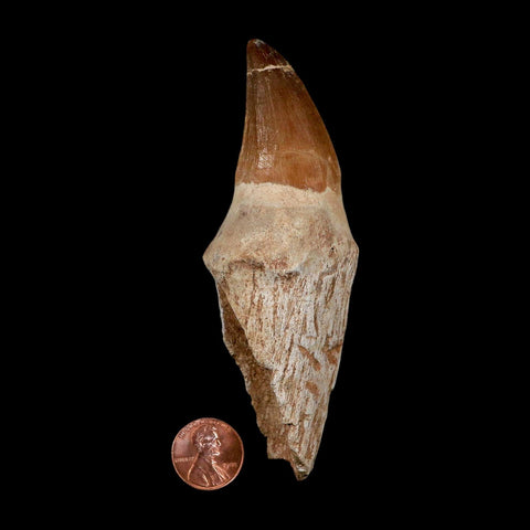 XL 4.4" Mosasaur Prognathodon Fossil Tooth Rooted Cretaceous Dinosaur Era COA