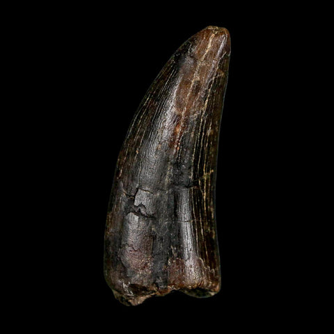 1.9" Daspletosaurus Tyrannosaur Fossil Tooth Cretaceous Dinosaur Two Medicine FM MT COA