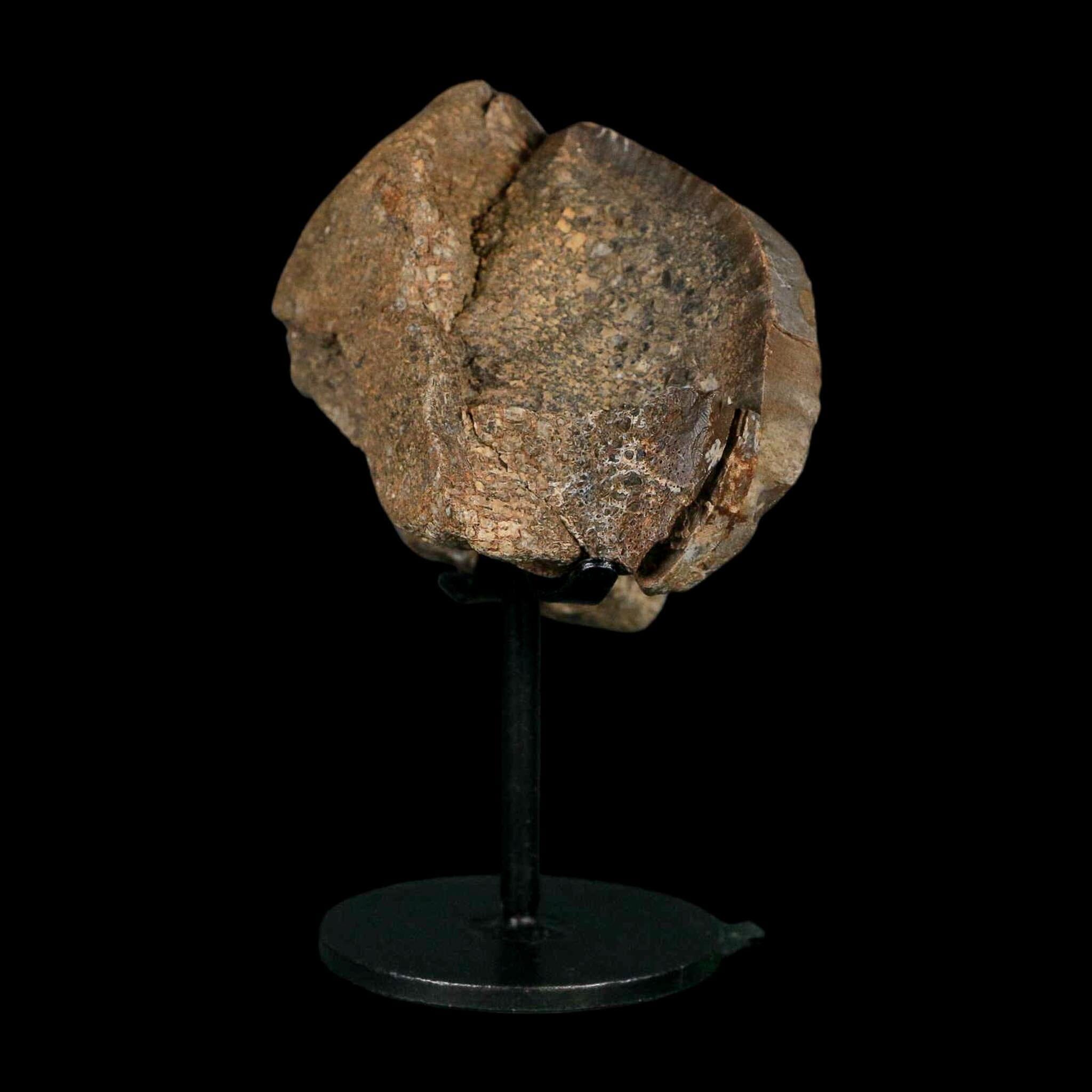 3.4" Allosaurus Fossil Vertebra Bone Morrison FM Colorado Jurassic Dinosaur COA Stand - Fossil Age Minerals