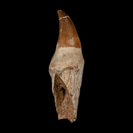 XL 4.4" Mosasaur Prognathodon Fossil Tooth Rooted Cretaceous Dinosaur Era COA