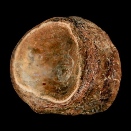 30MM Pachyrhizodus Sp Fossil Fish Vertebrae Cretaceous Dinosaur Era Ozan FM Texas