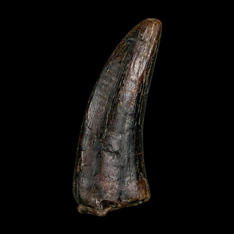 1.9" Daspletosaurus Tyrannosaur Fossil Tooth Cretaceous Dinosaur Two Medicine FM MT COA