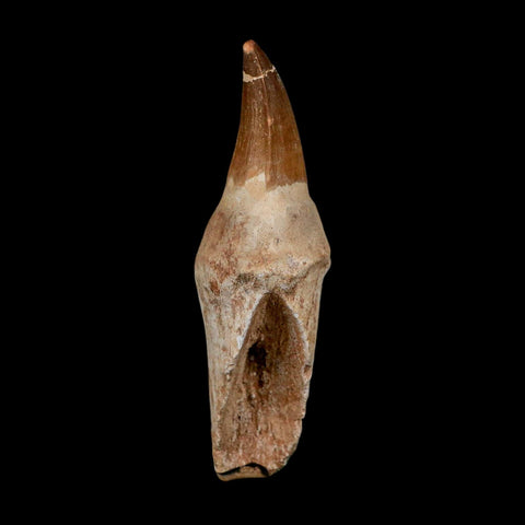 XL 4.4" Mosasaur Prognathodon Fossil Tooth Rooted Cretaceous Dinosaur Era COA