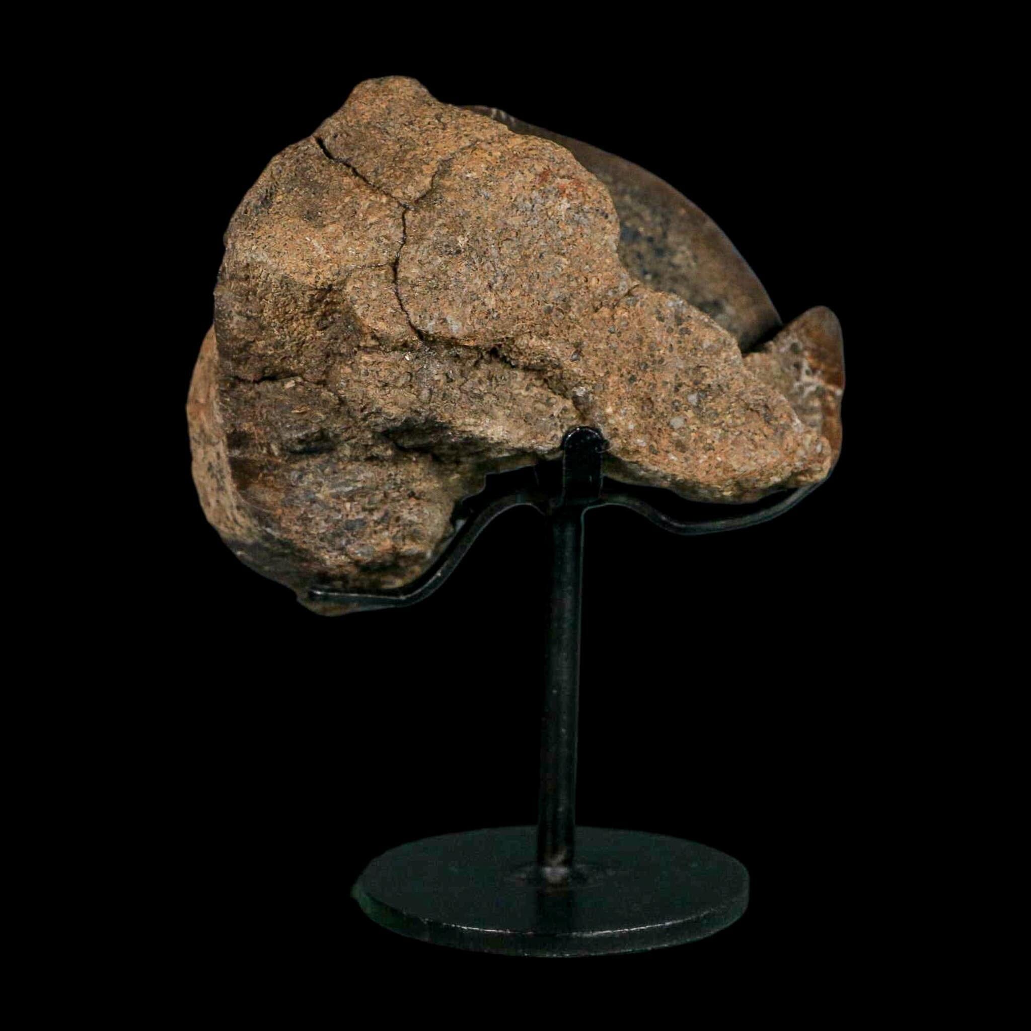 3.4" Allosaurus Fossil Vertebra Bone Morrison FM Colorado Jurassic Dinosaur COA Stand - Fossil Age Minerals