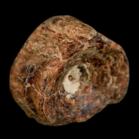 30MM Pachyrhizodus Sp Fossil Fish Vertebrae Cretaceous Dinosaur Era Ozan FM Texas - Fossil Age Minerals