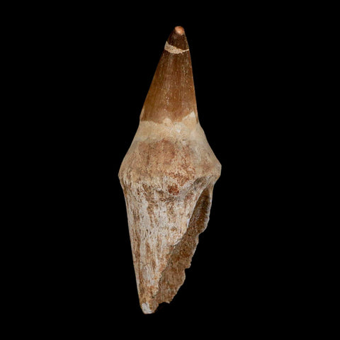 XL 4.4" Mosasaur Prognathodon Fossil Tooth Rooted Cretaceous Dinosaur Era COA