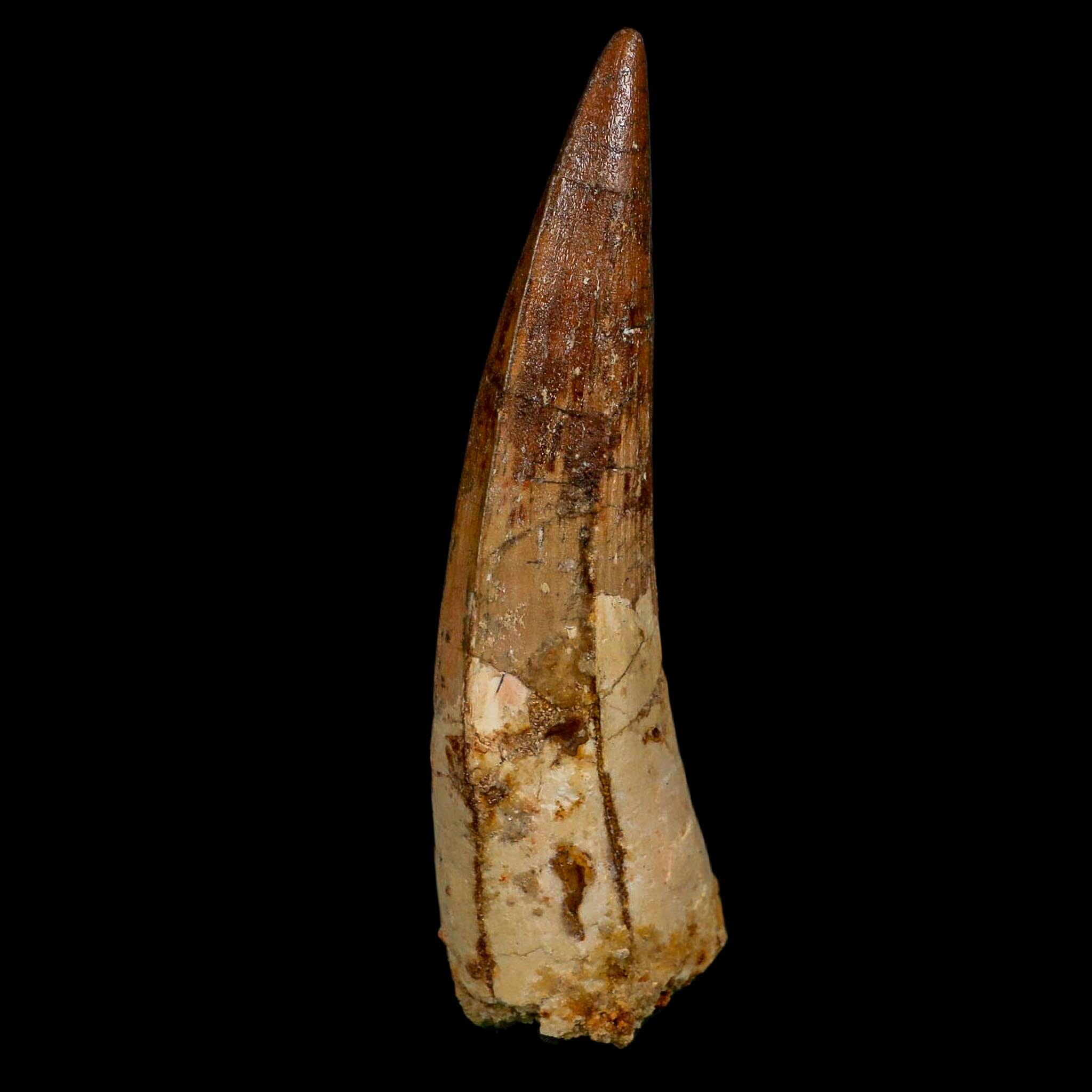 XL 4" Spinosaurus Fossil Tooth 100 Million Years Old Cretaceous Dinosaur COA
