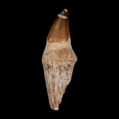 XL 4.4" Mosasaur Prognathodon Fossil Tooth Rooted Cretaceous Dinosaur Era COA