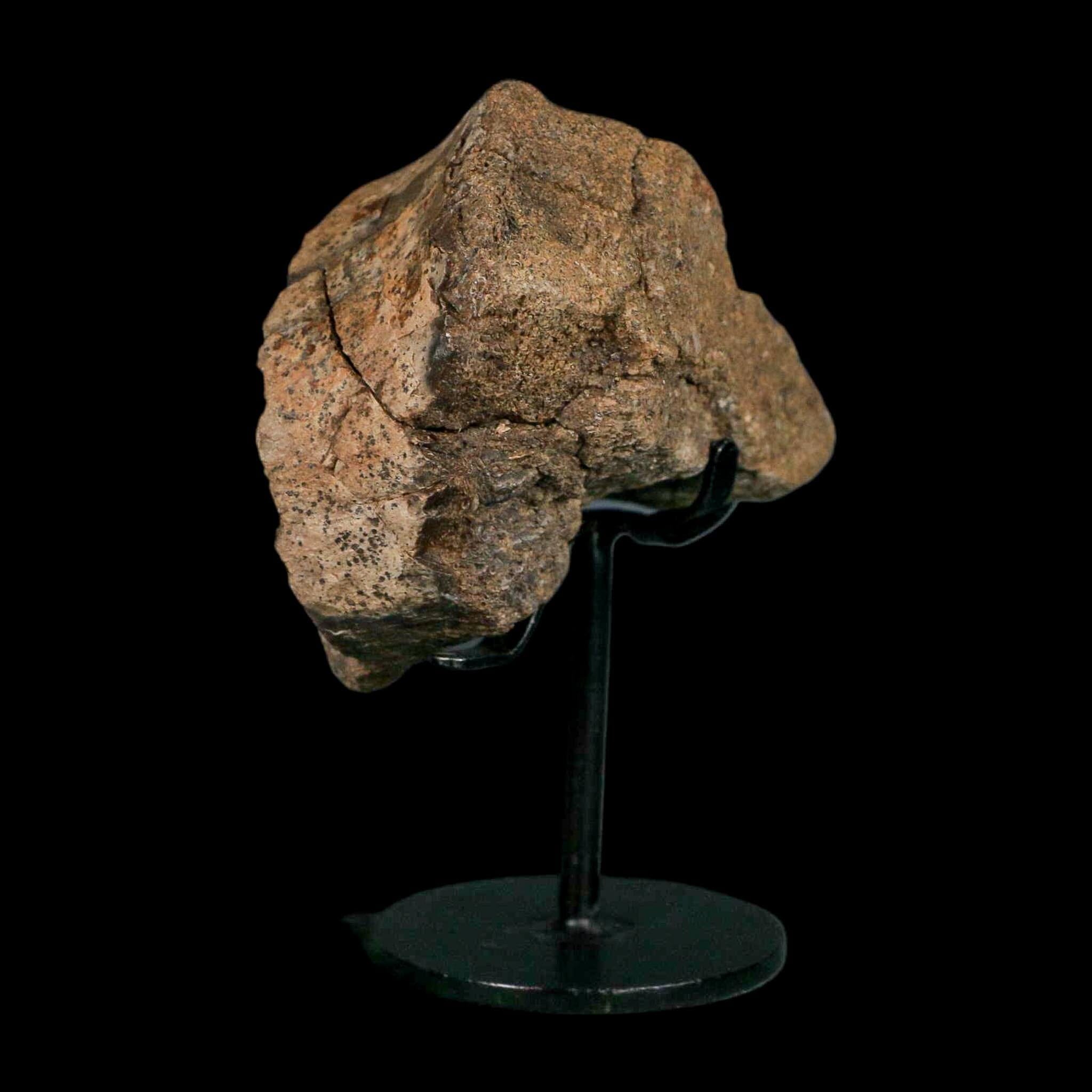 3.4" Allosaurus Fossil Vertebra Bone Morrison FM Colorado Jurassic Dinosaur COA Stand - Fossil Age Minerals