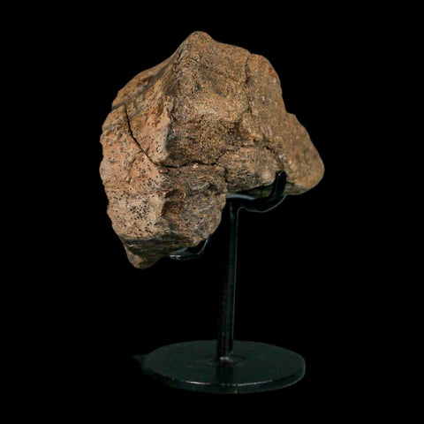 3.4" Allosaurus Fossil Vertebra Bone Morrison FM Colorado Jurassic Dinosaur COA Stand - Fossil Age Minerals